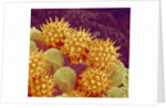 Sunflower pollen at a magnification of x1000 by Anonymous