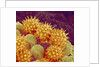 Sunflower pollen at a magnification of x1000 by Anonymous