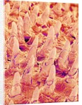 Tongue filiform papillae of a rabbit magnified x300 by Anonymous