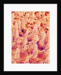 Tongue filiform papillae of a rabbit magnified x300 by Anonymous