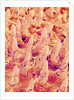 Tongue filiform papillae of a rabbit magnified x300 by Anonymous