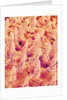 Tongue filiform papillae of a rabbit magnified x300 by Anonymous