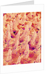 Tongue filiform papillae of a rabbit magnified x300 by Anonymous