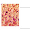 Tongue filiform papillae of a rabbit magnified x300 by Anonymous