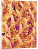 Tongue filiform papillae of a rabbit magnified x300 by Anonymous