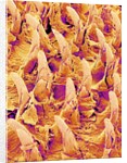 Tongue filiform papillae of a rabbit magnified x300 by Anonymous