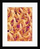 Tongue filiform papillae of a rabbit magnified x300 by Anonymous