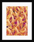Tongue filiform papillae of a rabbit magnified x300 by Anonymous