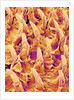 Tongue filiform papillae of a rabbit magnified x300 by Anonymous