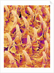 Tongue filiform papillae of a rabbit magnified x300 by Anonymous