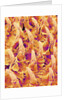 Tongue filiform papillae of a rabbit magnified x300 by Anonymous