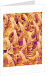 Tongue filiform papillae of a rabbit magnified x300 by Anonymous