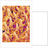 Tongue filiform papillae of a rabbit magnified x300 by Anonymous