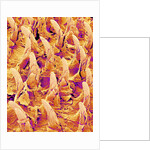Tongue filiform papillae of a rabbit magnified x300 by Anonymous