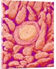 Taste bud cell and tongue filiform papillae of a rabbit magnified x300 by Anonymous