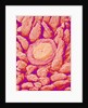 Taste bud cell and tongue filiform papillae of a rabbit magnified x300 by Anonymous