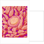 Taste bud cell and tongue filiform papillae of a rabbit magnified x300 by Anonymous