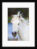 Camargue horse by Anonymous