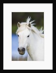 Camargue horse by Anonymous