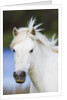 Camargue horse by Anonymous