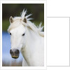 Camargue horse by Anonymous