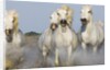 Camargue horses running in marsh by Anonymous