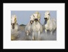 Camargue horses running in marsh by Anonymous