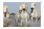 Camargue horses running in marsh by Anonymous