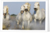 Camargue horses running in marsh by Anonymous