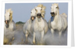 Camargue horses running in marsh by Anonymous