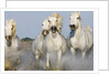 Camargue horses running in marsh by Anonymous
