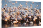 Greater flamingo colony in lagoon by Anonymous