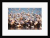 Greater flamingo colony in lagoon by Anonymous