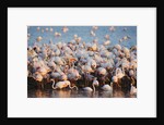 Greater flamingo colony in lagoon by Anonymous