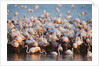 Greater flamingo colony in lagoon by Anonymous