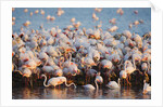 Greater flamingo colony in lagoon by Anonymous
