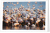 Greater flamingo colony in lagoon by Anonymous