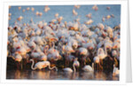 Greater flamingo colony in lagoon by Anonymous
