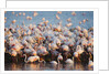 Greater flamingo colony in lagoon by Anonymous