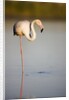 Greater flamingo in lagoon by Anonymous