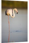 Greater flamingo in lagoon by Anonymous
