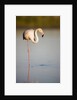 Greater flamingo in lagoon by Anonymous