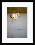 Greater flamingo in lagoon by Anonymous