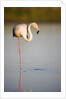 Greater flamingo in lagoon by Anonymous