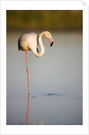 Greater flamingo in lagoon by Anonymous