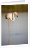 Greater flamingo in lagoon by Anonymous