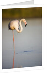 Greater flamingo in lagoon by Anonymous