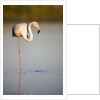 Greater flamingo in lagoon by Anonymous