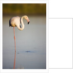 Greater flamingo in lagoon by Anonymous
