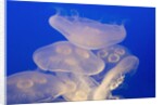 Moon jellies by Anonymous